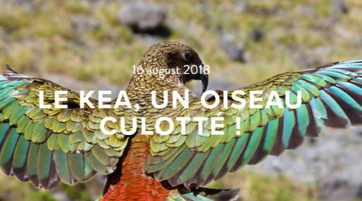 Le Kea, un oiseau culotté !